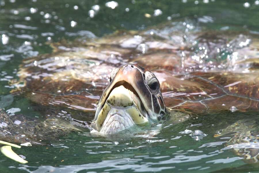 Tortue verte nageant dans un aquarium à ciel ouvert