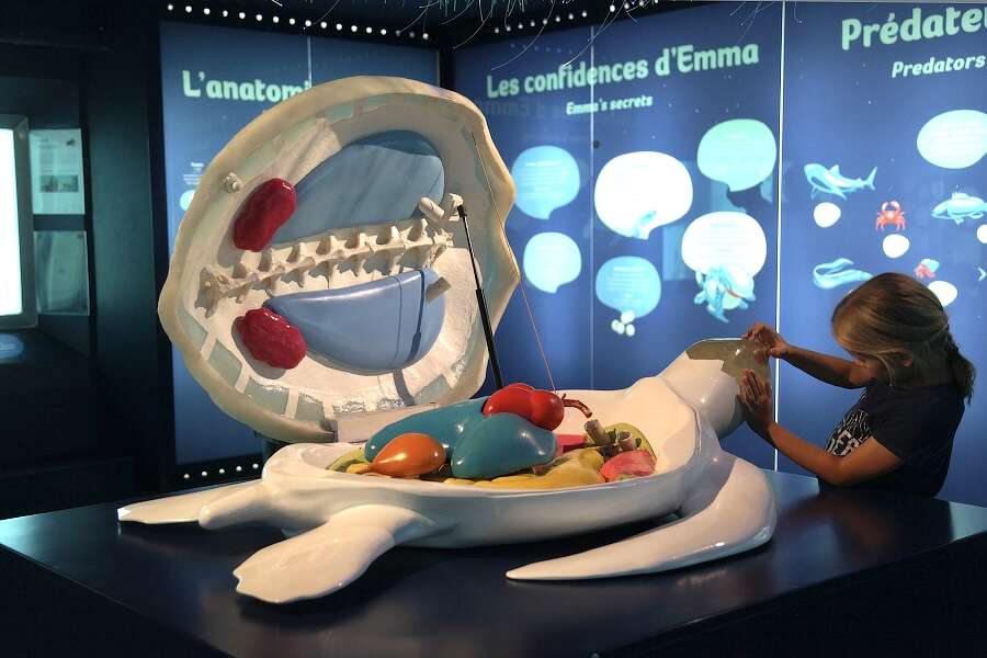 Anatomie interne d’une tortue marine présentée dans un centre éducatif à La Réunion