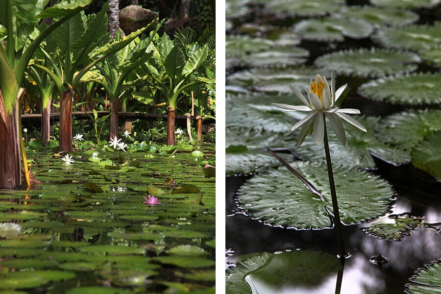 Bassin avec nénuphars dans le jardin botanique national de Victoria, Mahé, Seychelles