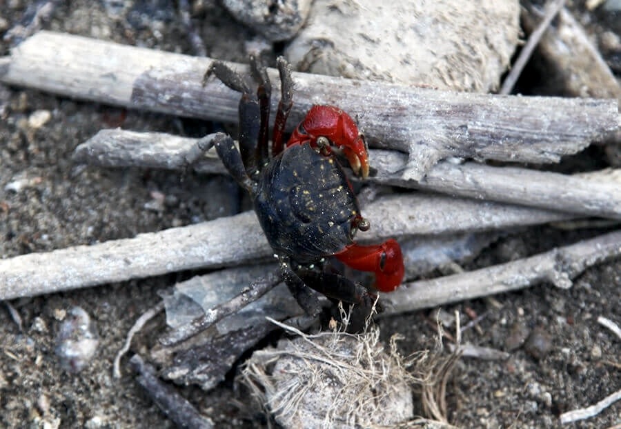 Crabe marchant sur le sable d’une plage des Seychelles, biodiversité marine et terrestre.