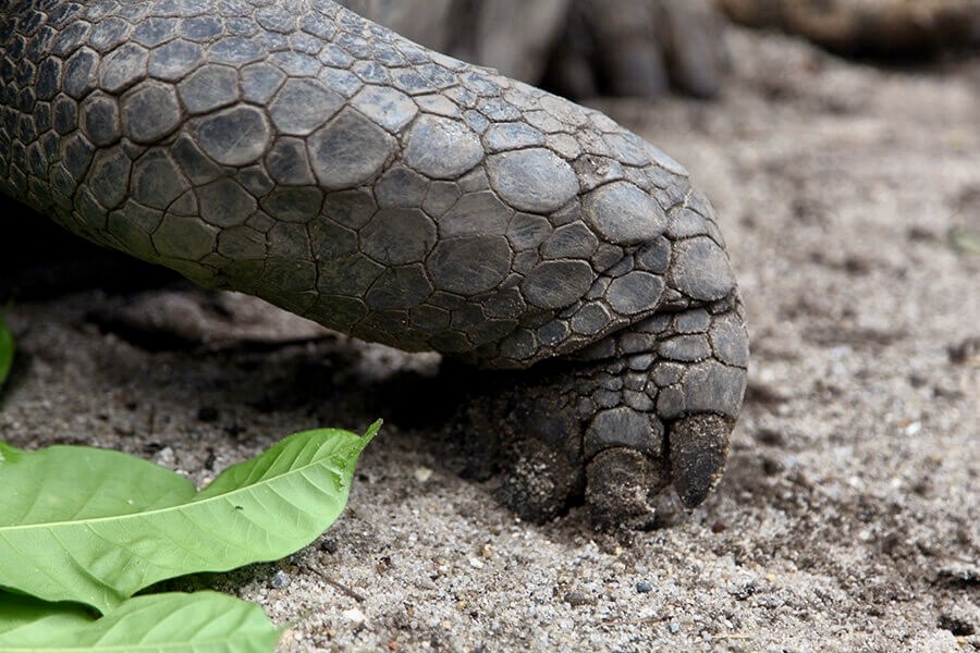 Seychelles : qui vient, quand et pourquoi ?