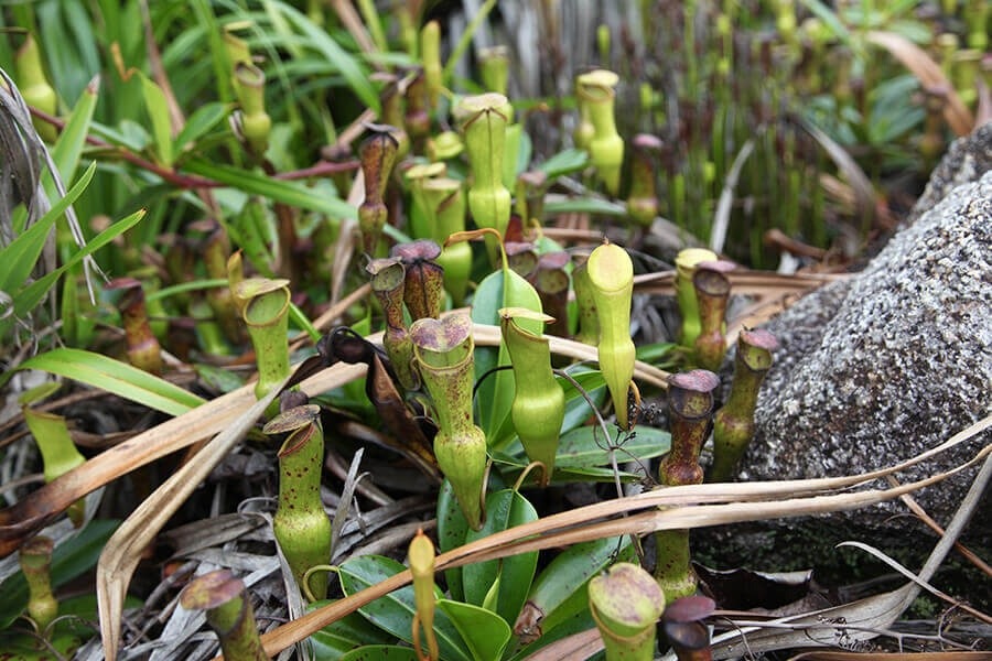 Plantes carnivores népenthès sur la montagne Copolia à Mahé, Seychelles, observation en famille.