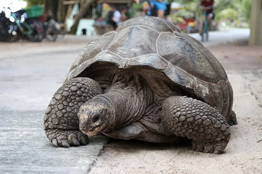 Tortue géante sur l’île de La Digue