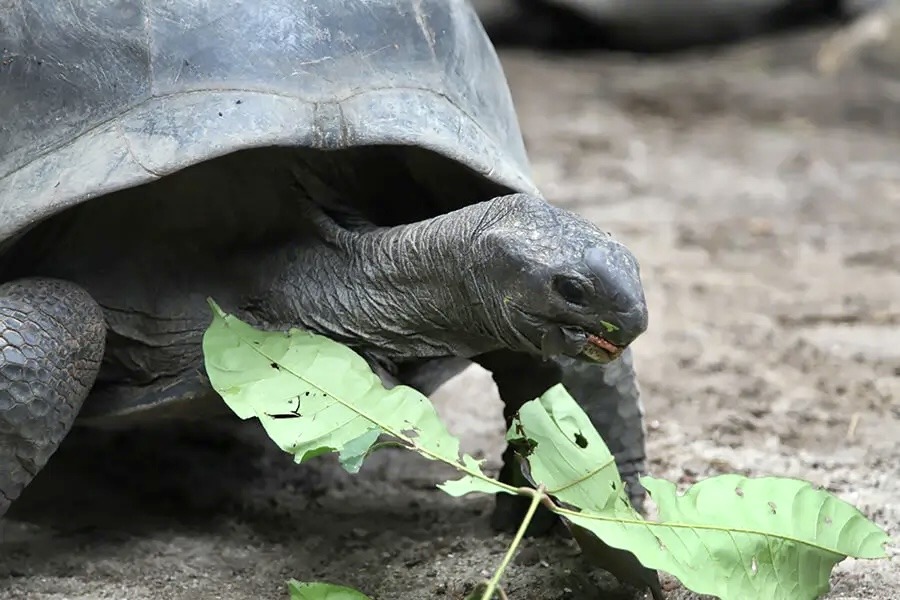 Une tortue mange environ 25 kg par jour