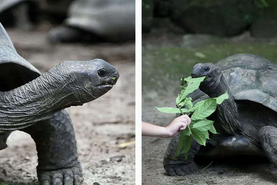 Les tortues géantes se nourrissent de fruits et végétaux