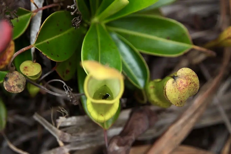 une mouche à l’intérieur, attrapée par la plante carnivore