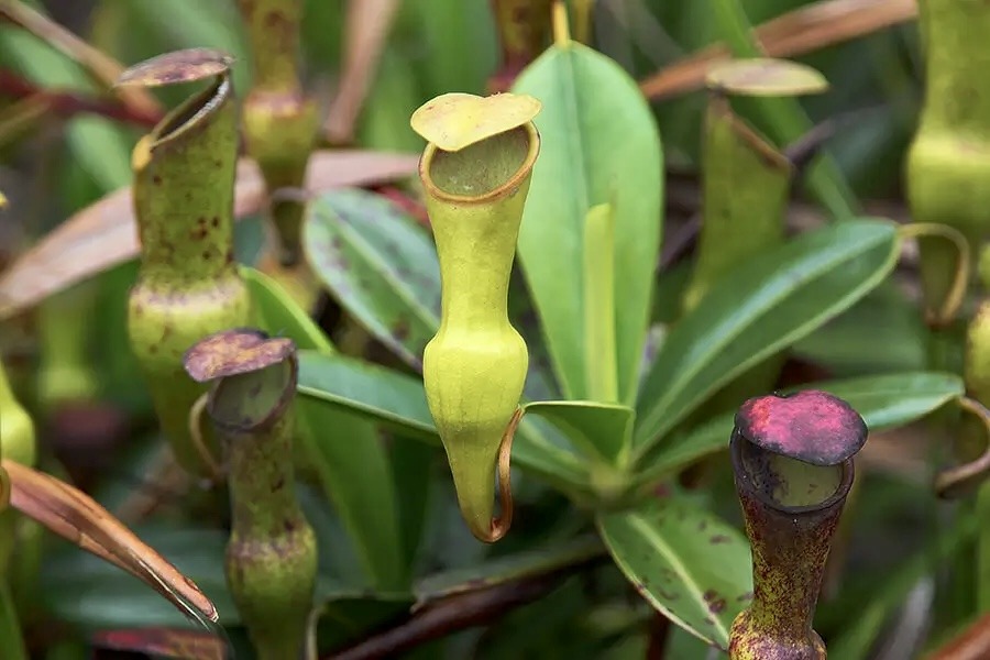Plante manifique sur la montagne Copolia