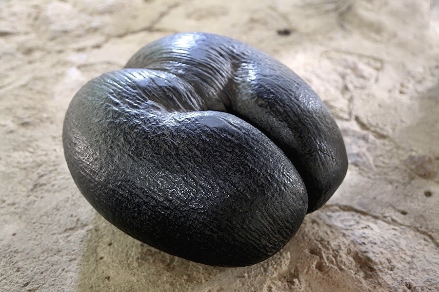 La célèbre noix de coco Coco de Mer