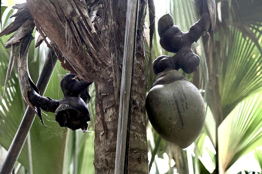 Vallée de Mai, Seychelles: guide complet