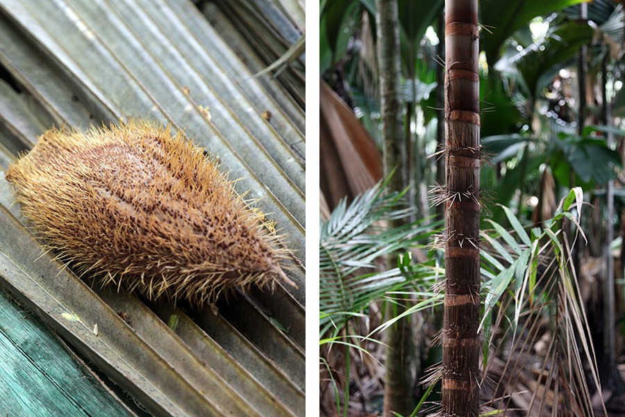 Forêt préhistorique dans la Vallée de Mai aux Seychelles